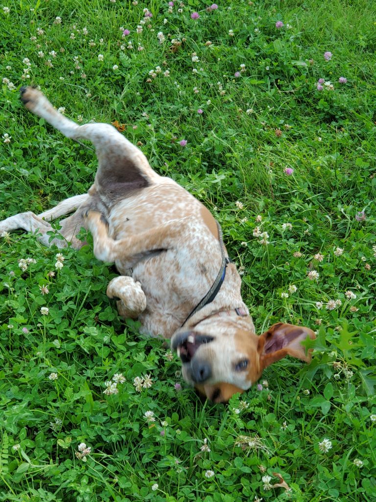 Dog rolling around in grass
