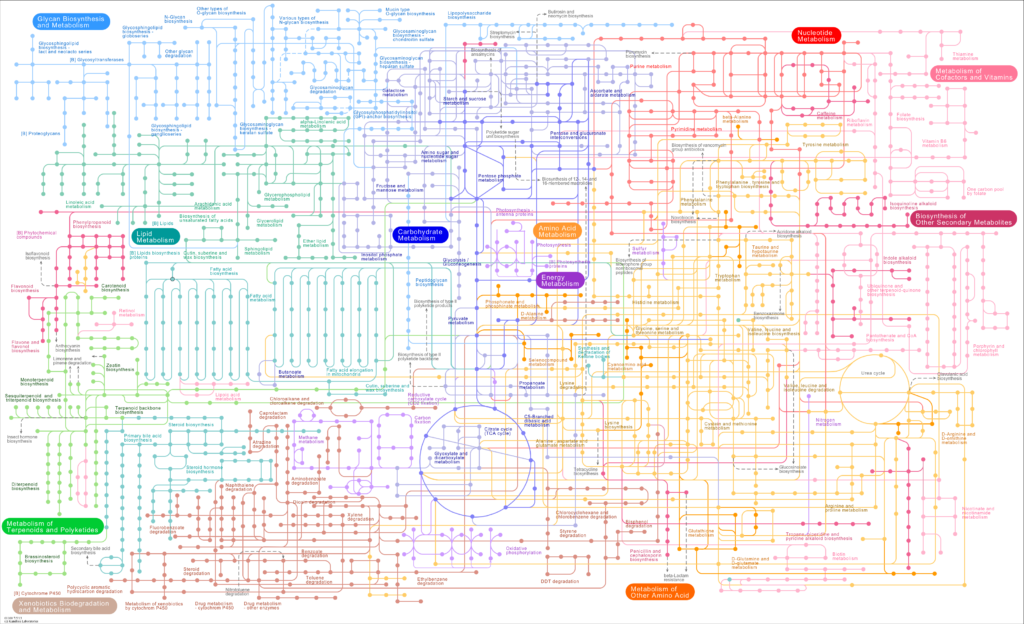 Complexity of metabolic processes
