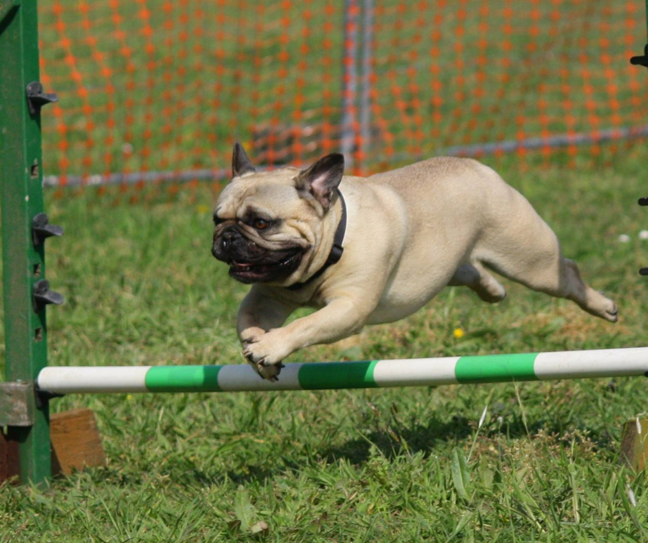 dog running over hurdle
